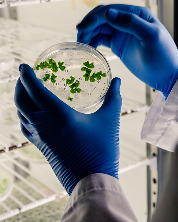 Laboratory worker examining a substance on a petri dish while conducting coronavirus research